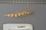 Click for 1 image(s) for this accession. Spike
